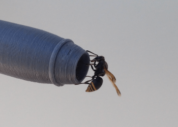 Cómo hacer frente a los nidos de avispas en las sondas Pitot de los aviones