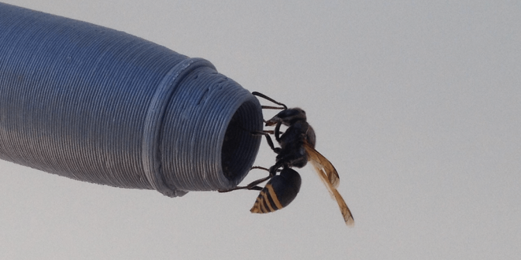Cómo hacer frente a los nidos de avispas en las sondas Pitot de los aviones