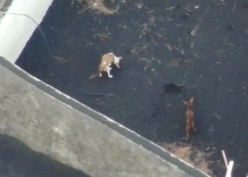 Mascotas atrapadas en la lava del volcán de La Palma