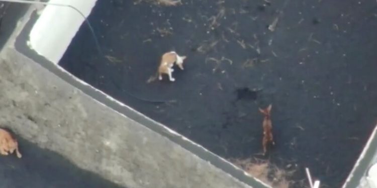 Mascotas atrapadas en la lava del volcán de La Palma