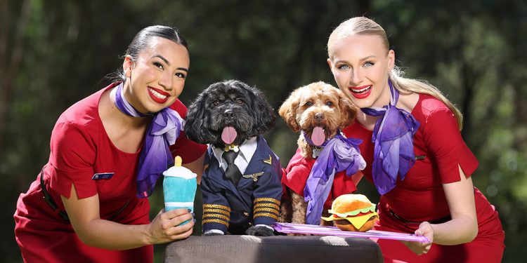 Virgin Australia aceptará a las mascotas a bordo
