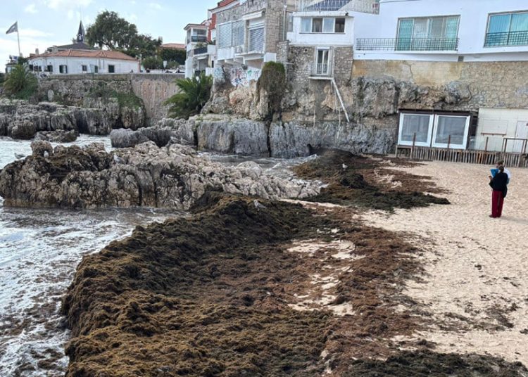 GMV lidera un proyecto en Portugal para anticipar la expansión de un alga invasora mediante satélites. Fuente: GMV